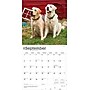 2026 BrownTrout Yellow Labrador Retrievers 12" x 12" Monthly Wall Calendar (9798330704262)~#|#~F4ED0C7F-D265-43F1-BEB74F96AF7C89BE_sc7
