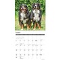 2027 Willow Creek Bernese Mountain Dogs 12" x 12" Monthly Wall Calendar, Assorted Colors (59135)~#|#~F5857CBD-C547-47DF-B2439D412E836E0A_sc7