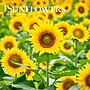 2026 BrownTrout Sunflowers 7" x 7" Monthly Wall Calendar (9798330705689)~#|#~FA6D7261-0CC8-434B-BCE3DFB35F0EE8F7_sc7