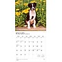 2026 BrownTrout Chiots 12" x 12" Monthly Wall Calendar (9798330707386)~#|#~FCBB4396-2652-4A88-AF9A046DFAA2F115_sc7
