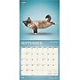 2025 BrownTrout Yoga Cats 12" x 24" Monthly Square Wall Calendar, (9781975479862)~#|#~FF1B42C4-7FDE-4552-93FE0687A4287FC6_sc7