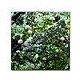 Trademark Kurt Shaffer "Tiny Mushroom Forest" Gallery-Wrapped Canvas Art, 35" x 35"~#|#~m001698311_sc7