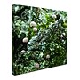 Trademark Kurt Shaffer "Tiny Mushroom Forest" Gallery-Wrapped Canvas Art, 35" x 35"~#|#~m001698312_sc7