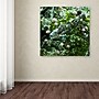 Trademark Kurt Shaffer "Tiny Mushroom Forest" Gallery-Wrapped Canvas Art, 35" x 35"~#|#~m001698313_sc7