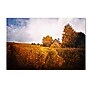 Trademark Philippe Sainte-Laudy "Light in Vineyards" Gallery-Wrapped Canvas Art, 16" x 24"~#|#~m001703266_sc7