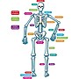 Teacher Created Resources, Human Skeleton Magnetic Accents, 40 Total Pieces (TCR77241)~#|#~m004706861_sc7