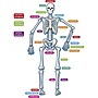 Teacher Created Resources, Human Skeleton Magnetic Accents, 40 Total Pieces (TCR77241)~#|#~m005291897_sc7