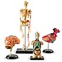 Learning Resources Anatomy Models Bundle, Set of 4 (LER3338)~#|#~sp106137129_sc7