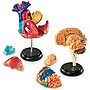 Learning Resources Anatomy Models Bundle, Set of 4 (LER3338)~#|#~sp106137130_sc7