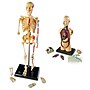 Learning Resources Anatomy Models Bundle, Set of 4 (LER3338)~#|#~sp106137131_sc7