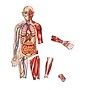 Learning Resources Double Sided Magnetic Human Body (LER6044)~#|#~sp106137234_sc7