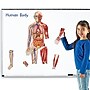 Learning Resources Double Sided Magnetic Human Body (LER6044)~#|#~sp106137235_sc7