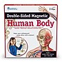 Learning Resources Double Sided Magnetic Human Body (LER6044)~#|#~sp106137236_sc7