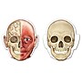 Learning Resources Double Sided Magnetic Human Body (LER6044)~#|#~sp106137237_sc7