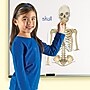 Learning Resources Double Sided Magnetic Human Body (LER6044)~#|#~sp106137238_sc7