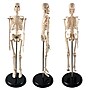 Supertek Human Skeleton Model with Key, 17", White (SKFB12408S3)~#|#~sp167909142_sc7