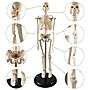 Supertek Human Skeleton Model with Key, 17", White (SKFB12408S3)~#|#~sp167909144_sc7