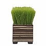 Vintage Home, Baby Grass Charging station 4 Port, Zebra Wood (VHA102456.ZEB)~#|#~sp19980687_sc7