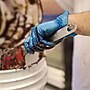 GloveWorks by AMMEX Powder Free Vinyl Industrial Gloves, Latex Free, Large, Blue, 100 Gloves/Box, 10 Boxes/Carton (IVBPF46100)~#|#~sp251035221_sc7