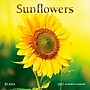 2027 BrownTrout Sunflowers 7" x 7" Monthly Wall Calendar (9798330714964)~#|#~sp320815770_sc7