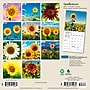 2027 BrownTrout Sunflowers 7" x 7" Monthly Wall Calendar (9798330714964)~#|#~sp320815771_sc7
