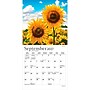 2027 BrownTrout Sunflowers 7" x 7" Monthly Wall Calendar (9798330714964)~#|#~sp320815773_sc7