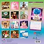 2027 BrownTrout Avanti Chatons Grognons 12" x 12" Monthly Wall Calendar (9798330714995)~#|#~sp320815945_sc7