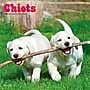 2027 BrownTrout Chiots 12" x 12" Monthly Wall Calendar (9798330715091)~#|#~sp320816319_sc7