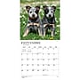 2027 BrownTrout Chiots 12" x 12" Monthly Wall Calendar (9798330715091)~#|#~sp320816322_sc7