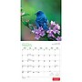 2027 BrownTrout Canadian Geographic Oiseaux 12" x 12" Monthly Wall Calendar (9781525617638)~#|#~sp320816433_sc7