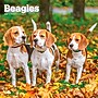 2027 BrownTrout Beagles 12" x 12" Monthly Wall Calendar (9798330712229)~#|#~sp320816700_sc7