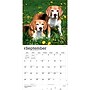 2027 BrownTrout Beagles 12" x 12" Monthly Wall Calendar (9798330712229)~#|#~sp320816703_sc7