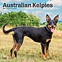 2027 BrownTrout Australian Kelpies 12" x 12" Monthly Wall Calendar (9798330712199)~#|#~sp320816822_sc7