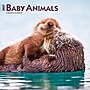 2027 BrownTrout Baby Animals 12" x 12" Monthly Wall Calendar (9798330711840)~#|#~sp320816882_sc7
