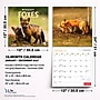 2027 BrownTrout Canadian Geographic Foxes 12" x 12" Monthly Wall Calendar (9781525617447)~#|#~sp320816999_sc7
