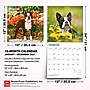 2027 BrownTrout Boston Terriers 12" x 12" Monthly Wall Calendar (9798330712298)~#|#~sp320817205_sc7