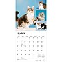 2027 BrownTrout Cat Lovers 12" x 12" Monthly Wall Calendar (9798330711772)~#|#~sp320817589_sc7