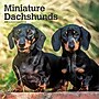 2027 BrownTrout Miniature Dachshunds 12" x 12" Monthly Wall Calendar (9798330712403)~#|#~sp320817682_sc7