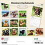 2027 BrownTrout Miniature Dachshunds 12" x 12" Monthly Wall Calendar (9798330712403)~#|#~sp320817683_sc7
