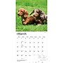 2027 BrownTrout Miniature Dachshunds 12" x 12" Monthly Wall Calendar (9798330712403)~#|#~sp320817684_sc7