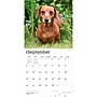2027 BrownTrout Miniature Dachshunds 12" x 12" Monthly Wall Calendar (9798330712403)~#|#~sp320817685_sc7