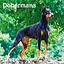 2027 BrownTrout Dobermans 12" x 12" Monthly Wall Calendar (9798330712410)~#|#~sp320817692_sc7
