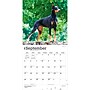 2027 BrownTrout Dobermans 12" x 12" Monthly Wall Calendar (9798330712410)~#|#~sp320817695_sc7