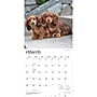 2027 BrownTrout Dachshund Puppies 12" x 12" Monthly Wall Calendar (9798330712380)~#|#~sp320817825_sc7