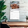2027 BrownTrout Dachshund Puppies 12" x 12" Monthly Wall Calendar (9798330712380)~#|#~sp320817827_sc7