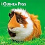 2027 BrownTrout Guinea Pigs 12" x 12" Monthly Wall Calendar (9798330711901)~#|#~sp320818233_sc7