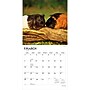 2027 BrownTrout Guinea Pigs 12" x 12" Monthly Wall Calendar (9798330711901)~#|#~sp320818235_sc7