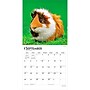 2027 BrownTrout Guinea Pigs 12" x 12" Monthly Wall Calendar (9798330711901)~#|#~sp320818236_sc7