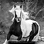 2027 BrownTrout The Noble Horse 12" x 12" Monthly Wall Calendar (9798330711994)~#|#~sp320818574_sc7