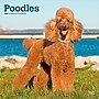 2027 BrownTrout Poodles 12" x 12" Monthly Wall Calendar (9798330712595)~#|#~sp320830260_sc7